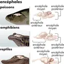 Cerveau de vertébrés - crédits : © Encyclopædia Britannica, Inc.