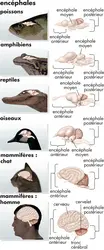 Cerveau de vertébrés - crédits : © Encyclopædia Britannica, Inc.