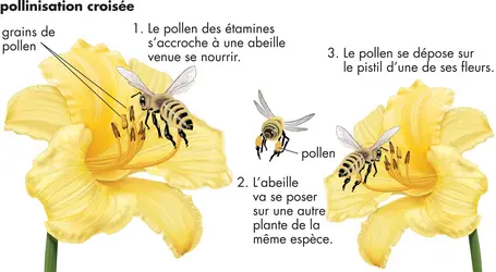 Pollinisation - crédits : © Encyclopædia Britannica, Inc.