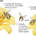 Pollinisation - crédits : © Encyclopædia Britannica, Inc.