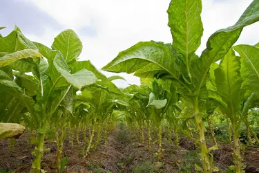 Plan de tabac - crédits : © Kai4107/ Shutterstock