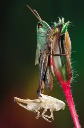 Mue d'insecte - crédits : © Meul—ARCO/Nature Picture Library