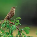 Passereau - crédits : © Jose Luis Gomez de Francisco/Nature Picture Library