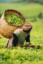 Thé au Burundi - crédits : Bruno De Hogues/ The Image Bank/ Getty Images