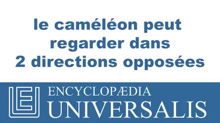 Caméléon - crédits : © 2013 Encyclopædia Universalis