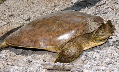 Tortue Trionyx - crédits : © M. Jeppson/ Shutterstock