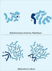 Chromosomes sexuels humains - crédits : Encyclopædia Universalis France