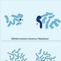 Chromosomes sexuels humains - crédits : Encyclopædia Universalis France