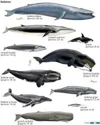 Baleines - crédits : © Encyclopædia Universalis France