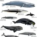 Baleines - crédits : © Encyclopædia Universalis France