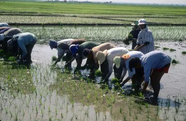 Riziculture aux Philippines - crédits : © Bill Tompkins/ Michael Ochs Archives/ Getty Images