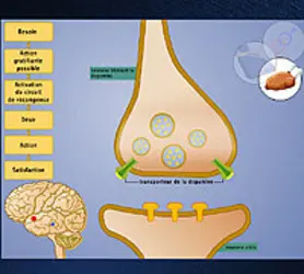 Mode d'action des drogues - crédits : © Encyclopædia Universalis France