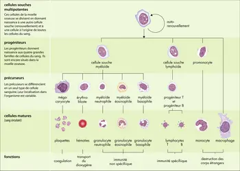 Des cellules souches aux cellules du sang - crédits : © Encyclopædia Universalis France