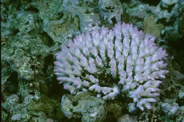 Colonie de coraux (genre Acropora) en phase de blanchissement - crédits : © P. Laboute/ IRD
