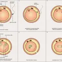 Fécondation d'un ovule de mammifère - crédits : Encyclopædia Universalis France