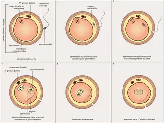 Fécondation d'un ovule de mammifère - crédits : Encyclopædia Universalis France