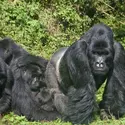Gorilles de montagne - crédits : © FAUP/ Shutterstock