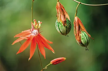 Plante - crédits : © Pete Oxford/Nature Picture Library