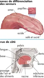 Langue humaine - crédits : © Encyclopædia Britannica, Inc.