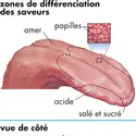 Langue humaine - crédits : © Encyclopædia Britannica, Inc.