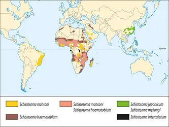 Distribution géographique des parasites responsables de la bilharziose - crédits : © Encyclopædia Universalis France
