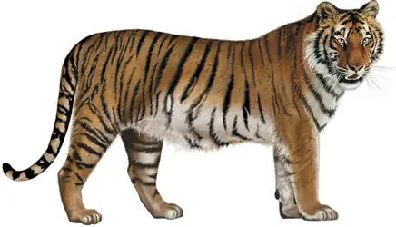 Tigre - crédits : © Encyclopædia Britannica, Inc.