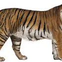 Tigre - crédits : © Encyclopædia Britannica, Inc.