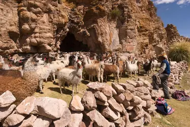 Lamas dans les Andes - crédits : © John Elk/ The Image Bank Unreleased/ Getty Images