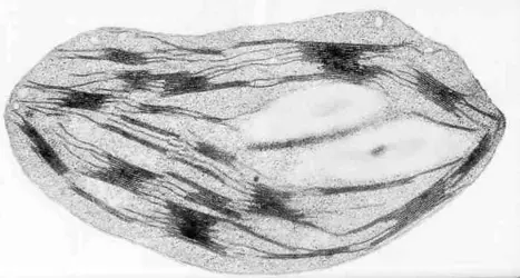 Chloroplaste en microscopie électronique - crédits : © D.R.