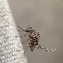 Aedes albopictus - crédits : © Natursports/ Shutterstock