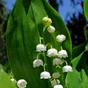 Muguet - crédits : © Harald Lange/ Ullstein Bild/ Getty Images