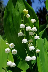 Muguet - crédits : © Harald Lange/ Ullstein Bild/ Getty Images