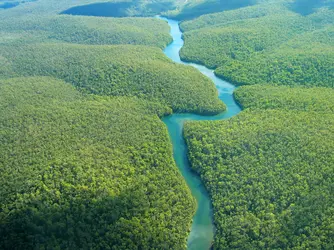 Forêt amazonienne - crédits : © J. Lye/ Shutterstock