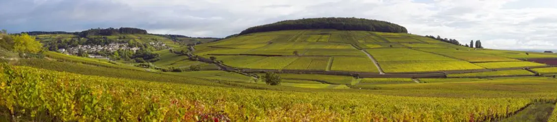 Colline de Corton, Côte-d’Or - crédits : Côte-d'Or Tourisme © Michel Baudoin