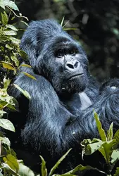 Gorilles en Ouganda - crédits : © Ingo Arndt/Nature Picture Library