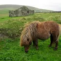 Poney shetland - crédits : © A. Jandi/ Shutterstock