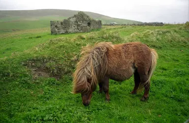 Poney shetland - crédits : © A. Jandi/ Shutterstock