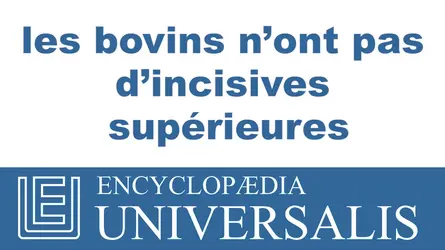 Bovins - crédits : © 2013 Encyclopædia Universalis