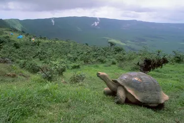 Tortues aux Galápagos - crédits : © Craig Lovell/ Corbis/ Getty Images