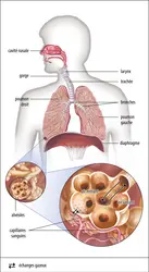 Fonctionnement de l'appareil respiratoire - crédits : Encyclopædia Britannica, Inc.
