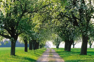 Chemin - crédits : © age fotostock/SuperStock