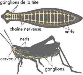 Système nerveux des invertébrés - crédits : © Encyclopædia Britannica, Inc.