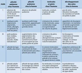 Stades de la puberté - crédits : © Encyclopædia Universalis France