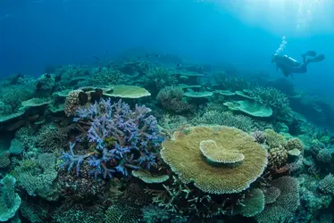 Grande Barrière de corail, Australie - crédits : Pete Atkinson/ Photographer's Choice/ Getty Images