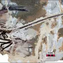 Microraptor gui, dinosaure à plumes - crédits : Xing Xu, avec l'aimable autorisation de Nature, 23 janvier 2003, vol. 421, p. 336, Macmillan Publishers Ltd.