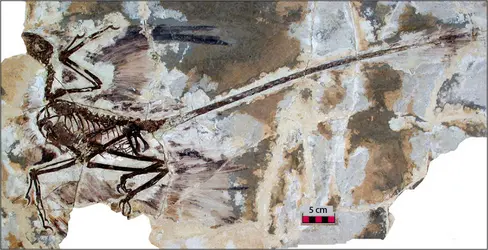 Microraptor gui, dinosaure à plumes - crédits : Xing Xu, avec l'aimable autorisation de Nature, 23 janvier 2003, vol. 421, p. 336, Macmillan Publishers Ltd.