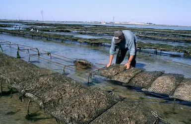 Ostréiculture, île d’Oléron - crédits : © Michel Garnier/ Gamma-Rapho/ Getty Images