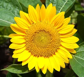 Fleur de tournesol - crédits : © Kathathep/ Shutterstock