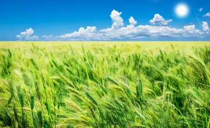 Champ de blé - crédits : © Tish1/ Shutterstock