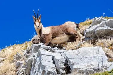 Chamois - crédits : © Andrea Rizzi / EyeEm/ Getty Images